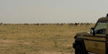 «الأمن البيئي» يضبط مواطنًا لارتكابه مخالفة رعي في محمية الملك عبدالعزيز الملكية