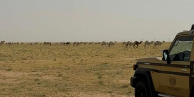 «الأمن البيئي» يضبط مواطنًا لارتكابه مخالفة رعي في محمية الملك عبدالعزيز الملكية