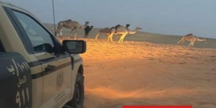 ضبط مواطن لارتكابه مخالفة رعي في محمية الإمام عبدالعزيز بن محمد الملكية