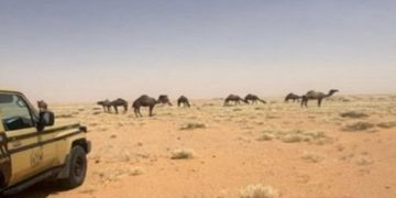 ضبط مواطن لارتكابه مخالفة رعي في محمية الإمام عبدالعزيز بن محمد الملكية