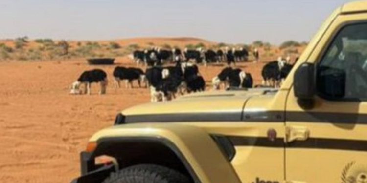 ضبط مواطن لارتكابه مخالفة رعي في محمية الإمام تركي بن عبدالله الملكية