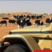 ضبط مواطن لارتكابه مخالفة رعي في محمية الإمام تركي بن عبدالله الملكية