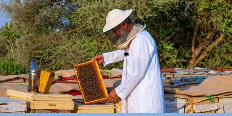 إطلاق «موسم النحالين لعام 2026» بمحمية الملك عبدالعزيز الملكية وإتاحة مواقع جديدة في الصمان