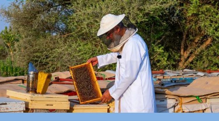 إطلاق «موسم النحالين لعام 2026» بمحمية الملك عبدالعزيز الملكية وإتاحة مواقع جديدة في الصمان