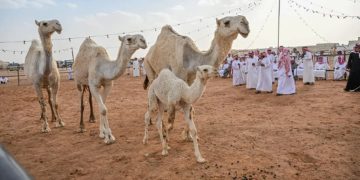 اختتام مزاد الإبل في محافظة الغزالة بقيمة سوقية تقارب 6.5 ملايين ريال