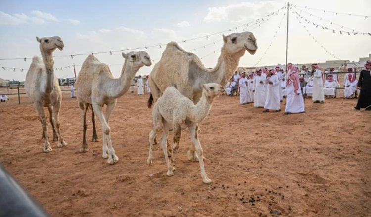 اختتام مزاد الإبل في محافظة الغزالة بقيمة سوقية تقارب 6.5 ملايين ريال