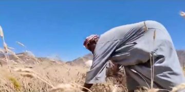 الأسفعية.. قرية تزرع القمح على مياه الأمطار وتعكس جودة المحصول المحلي