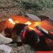 «الأمن البيئي» يضبط مواطنًا لإشعاله النار في غير الأماكن المخصصة لها بعسير