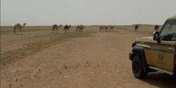«الأمن البيئي» يضبط مواطنًا لارتكابه مخالفة رعي في محمية الملك عبدالعزيز الملكية