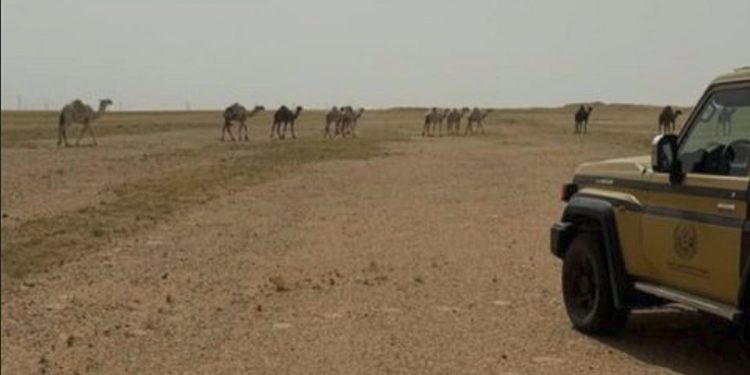 «الأمن البيئي» يضبط مواطنًا لارتكابه مخالفة رعي في محمية الملك عبدالعزيز الملكية