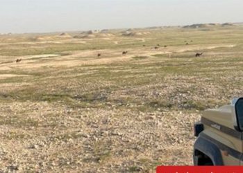«الأمن البيئي» يضبط مواطنًا مخالفًا لرعي الإبل في محمية الملك عبدالعزيز الملكية