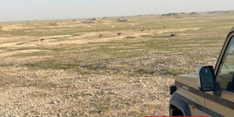 «الأمن البيئي» يضبط مواطنًا مخالفًا لرعي الإبل في محمية الملك عبدالعزيز الملكية