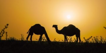 الإبل ترسم لوحة ربيعية في براري رفحاء