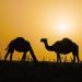 الإبل ترسم لوحة ربيعية في براري رفحاء