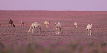الإبل ترعى فوق بساط أرجواني يزيّن براري نعيجان