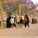 الباحة ترتدي البنفسجي.. الجاكرندا ترسم لوحة جمالية