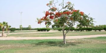 البونسيانا الحمراء.. لوحة طبيعية تزين شوارع جازان