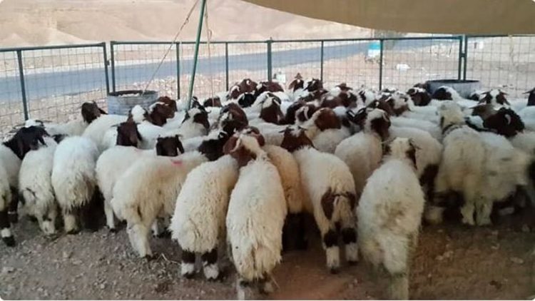«البيئة»: الإرشادات الصحية لاختيار الأضاحي تعزّز جودة لحومها وتحمي الصحة العامة