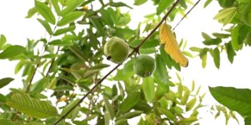 الجوافة الحمراء.. محصول نجران الواعد يزدهر بقوة