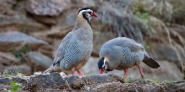 الحجل العربي يبرز في مشاهد الصباح بجبال جازان