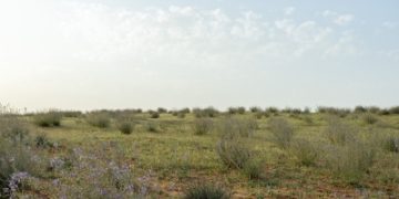 العَهْنة.. نبتة صحراوية تخطف الأنظار في أم طليحة