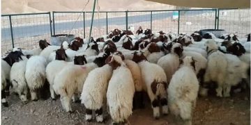 «الغذاء والدواء» تنصح باتباع أفضل طرق طهي لحوم الأضاحي حفاظًا على جودتها الغذائية