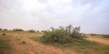 الغضا.. أيقونة الطبيعة في قلب القصيم