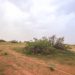 الغضا.. أيقونة الطبيعة في قلب القصيم