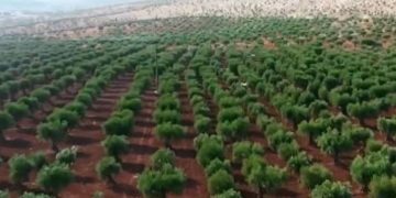 «الوطني للتشجير» يوقّع 11 مذكرة تفاهم مع عددٍ من الجهات لتعزيز تنمية الغطاء النباتي