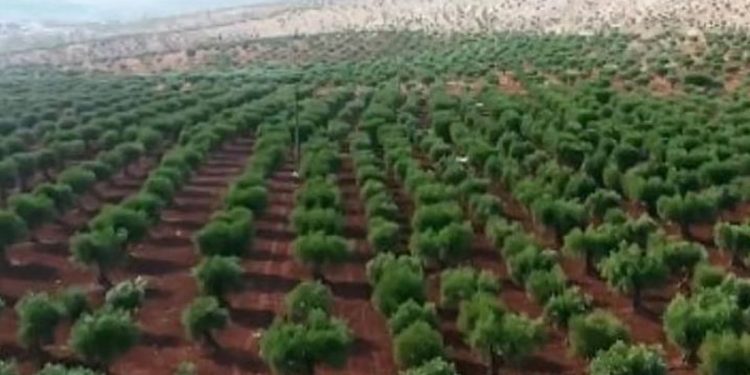 «الوطني للتشجير» يوقّع 11 مذكرة تفاهم مع عددٍ من الجهات لتعزيز تنمية الغطاء النباتي