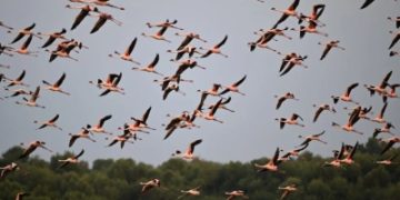 جزر البحر الأحمر.. محطات آمنة للطيور المهاجرة