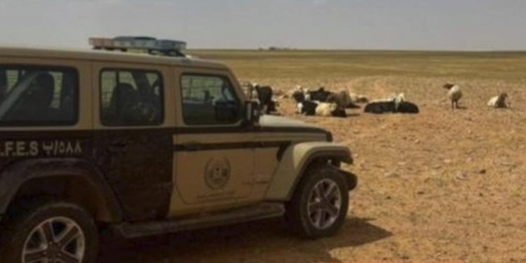 ضبط مواطن لارتكابه مخالفة رعي في محمية الإمام تركي بن عبدالله الملكية