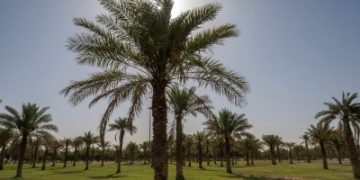 متنزه الملك عبدالعزيز.. وجهة ترفيهية متجددة