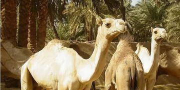 محمية الإمام عبدالعزيز بن محمد الملكية تطلق خدمة تصاريح عبور الإبل عبر "منصة العرمة" الرقمية