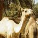 محمية الإمام عبدالعزيز بن محمد الملكية تطلق خدمة تصاريح عبور الإبل عبر "منصة العرمة" الرقمية