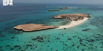 نوارس فرسان تُزيّن جزيرة أبو شوراية