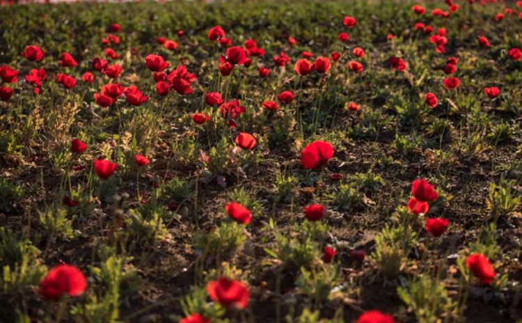 أمانة الحدود الشمالية تبدأ زراعة أكثر من مليون وردة لتعزيز المشهد الحضري