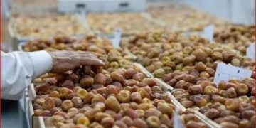 المدينة المنورة ثالث أكبر مناطق المملكة إنتاجًا للتمور بـ344 ألف طن سنويًا