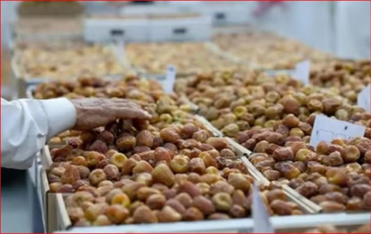المدينة المنورة ثالث أكبر مناطق المملكة إنتاجًا للتمور بـ344 ألف طن سنويًا