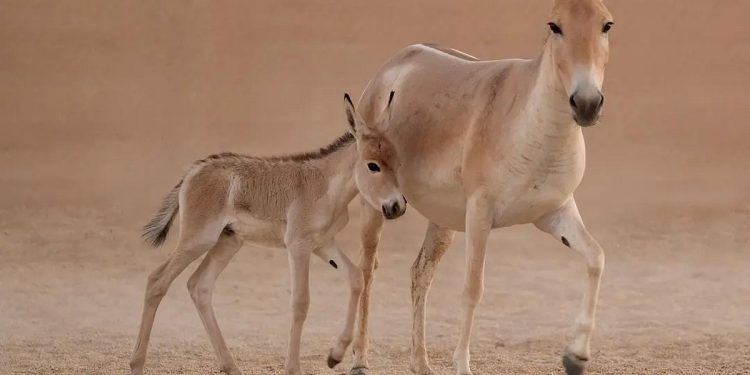 المملكة تسجّل ولادة أحد أندر الحيوانات في العالم لأول مرة منذ أكثر من 100 عام