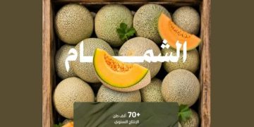 بإنتاج تجاوز 70.5 ألف طن.. الشمام يغذي أسواق المملكة بأجود الأصناف