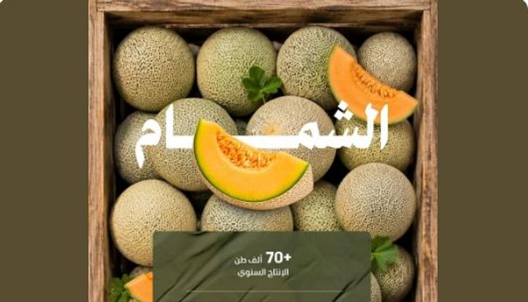 بإنتاج تجاوز 70.5 ألف طن.. الشمام يغذي أسواق المملكة بأجود الأصناف