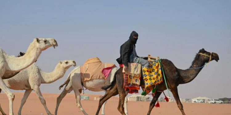 «تطبيع الإبل».. مهارة تراثية توارثها أهل البادية لترويض سفينة الصحراء