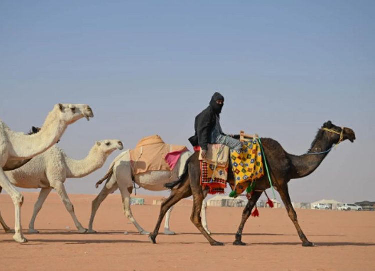 «تطبيع الإبل».. مهارة تراثية توارثها أهل البادية لترويض سفينة الصحراء