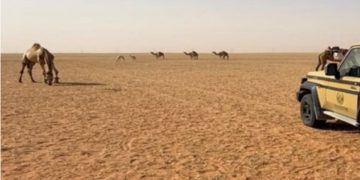 ضبط مواطن لارتكابه مخالفة رعي في محمية الإمام عبدالعزيز بن محمد الملكية