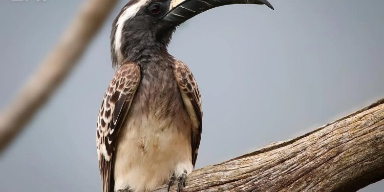 طائر «أبو معول» يعكس ثراء التنوع الحيوي في جازان