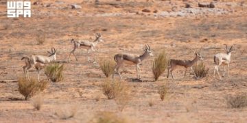 'محمية الإمام تركي' تسجل ولادة 40 من غزال الريم