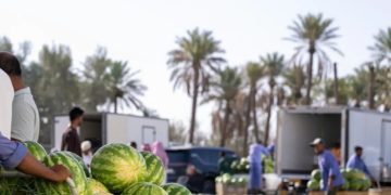 موسم «الحبحب» الصيفي يفتح أبواب الرزق للشباب في القصيم