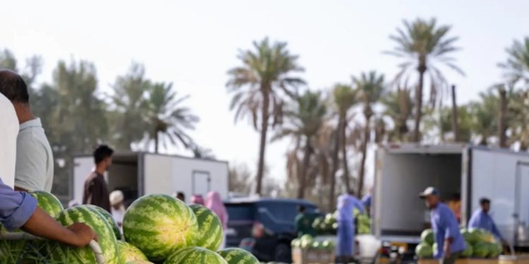 موسم «الحبحب» الصيفي يفتح أبواب الرزق للشباب في القصيم