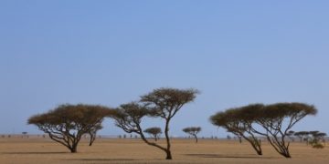 موسم السمر.. رحيق وفير يعيد الحياة لمناحل أملج